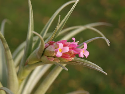 Tillandsia nana care and culture