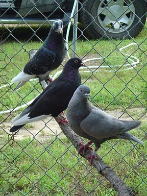 Birmingham Roller Pigeon