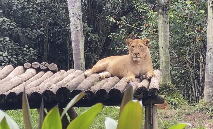 Zoológico de São Paulo: O maior zoológico do Brasil