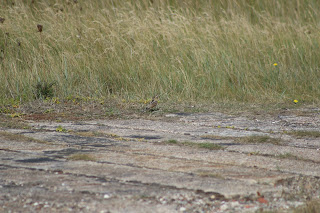 Wryneck