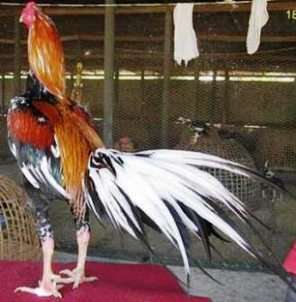 Menampilkan Ayam  Bangkok Super Berkelas di Thailand Ayam  