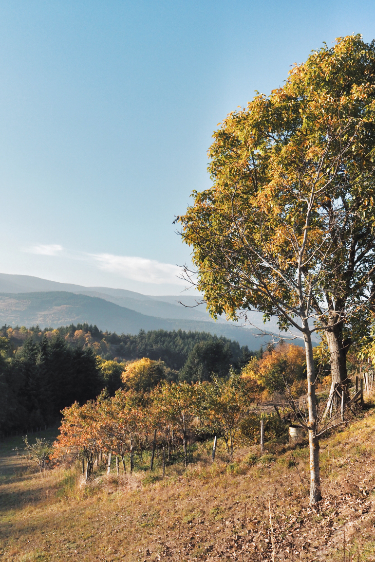 Paysage automnale en ardèche à la lisière de la forêt