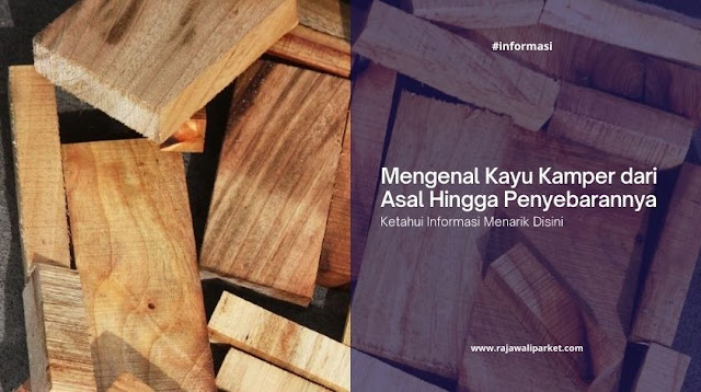 Mengenal Kayu Kamper