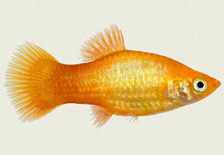 platy gold