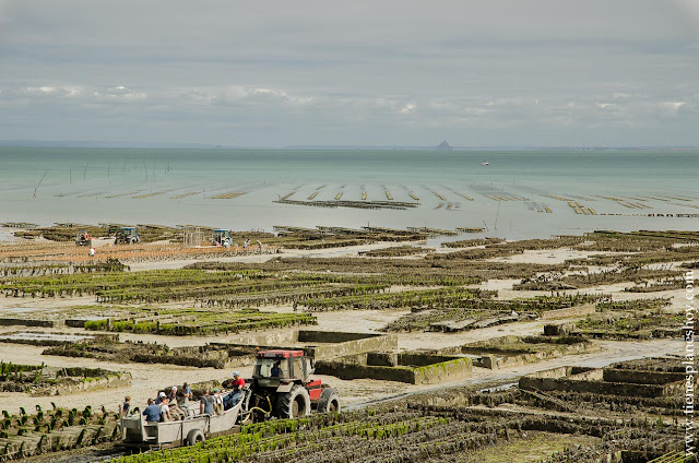 Cancale viaje ostras bateas marea baja Mont Saint-Michel