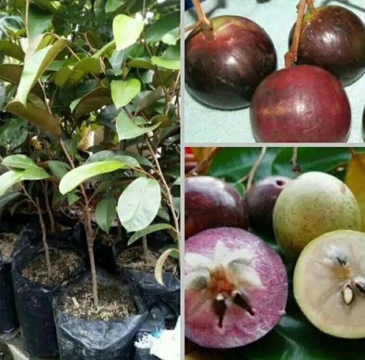 bibit kenitu bibit ungu buah super unggul Kalimantan Utara