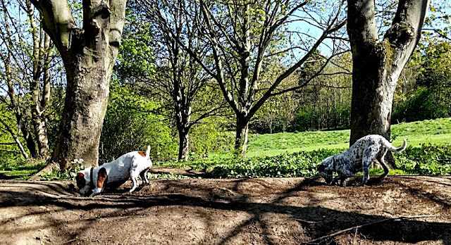 the dogs digging