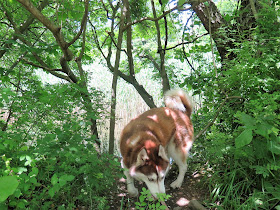 Icy exploring the woodsy area at Coindre Hall.  Dogs are allowed on the grounds of this mansion