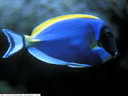 beautiful and amazing Fish in sea (beautiful blue fish)