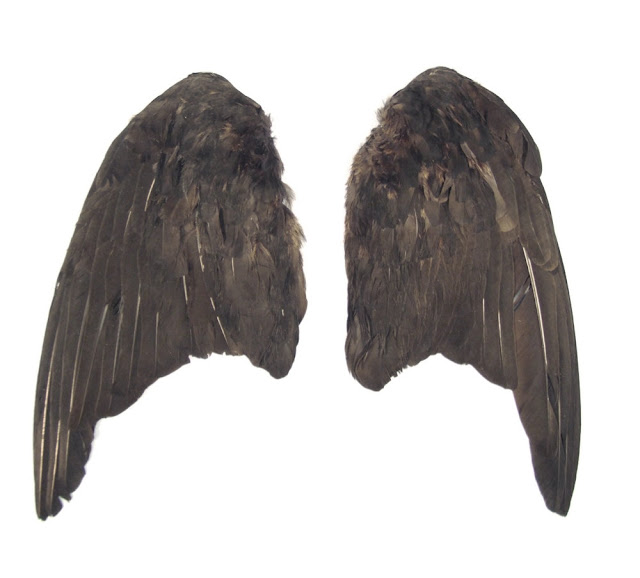 Black Bird Wings Costume