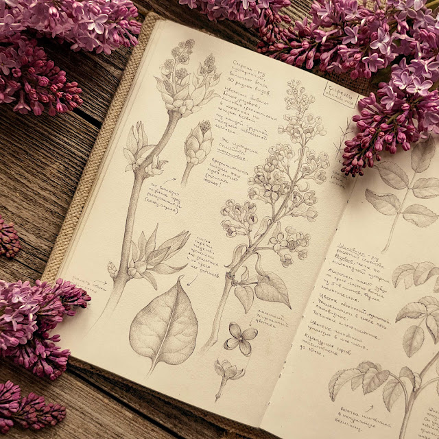 Syringa vulgaris, violet flower, spring  flower, sketchbook, botanical  illustration, nature sketchbook, plant anatomy, herbs