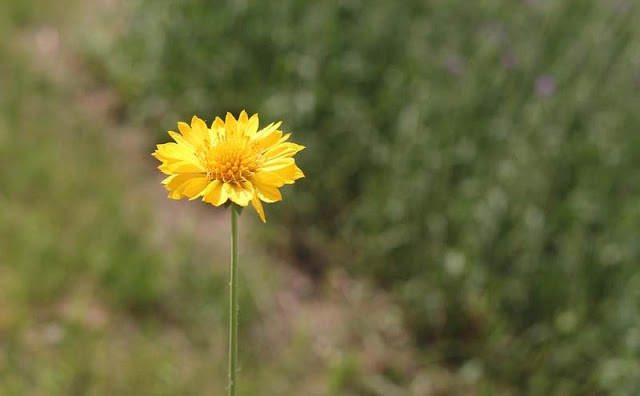 Gaillardia Grandiflora Mesa Yellow Flowers