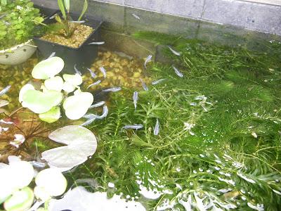 √100以上 ヌマエビ 水草 おすすめ 304801