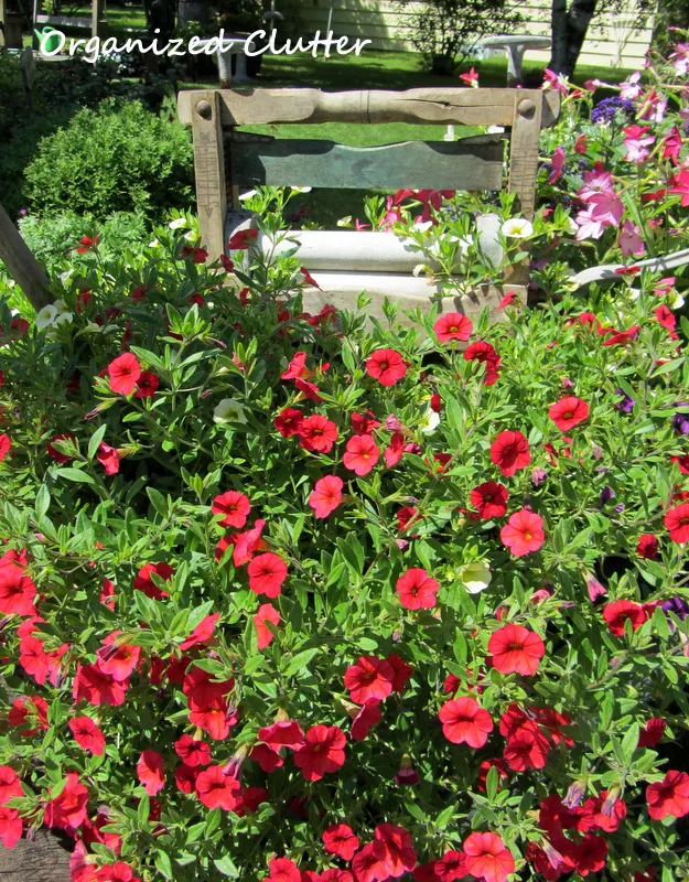 Using Red Blossoms in Garden & Pots www.organizedclutterqueen.blogspot.com