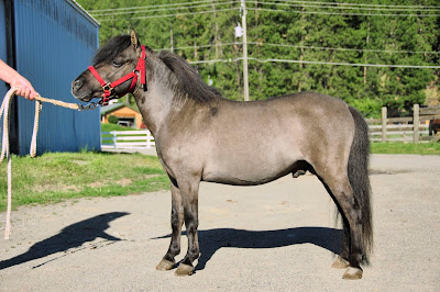 Sonny standing from side, grulla miniature stud