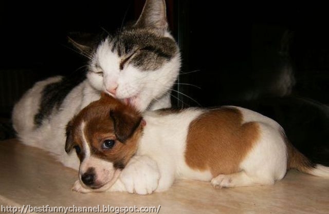 Cat and puppy.