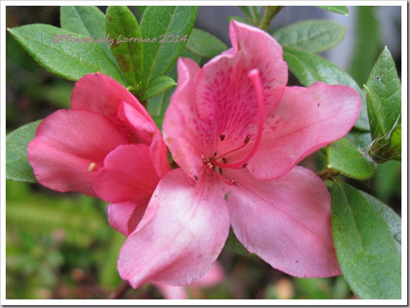 03-07-azaleas