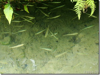 110624 Semuc Champey (6)