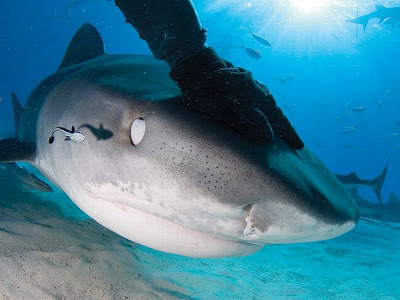 Sharks Up Close Seen On www.coolpicturegallery.us