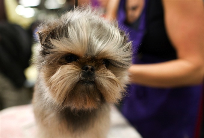 dog show pictures