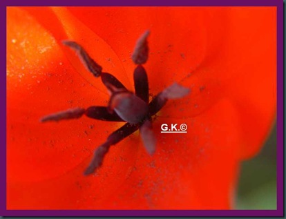 x Tulpe innen