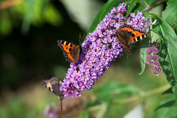 Transforma tu Jardín en un Paraíso de Mariposas