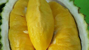 Mengenal Jenis Durian Musangking