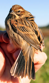 It was another Rawcliffe Moss ringing session this morning Home Alone