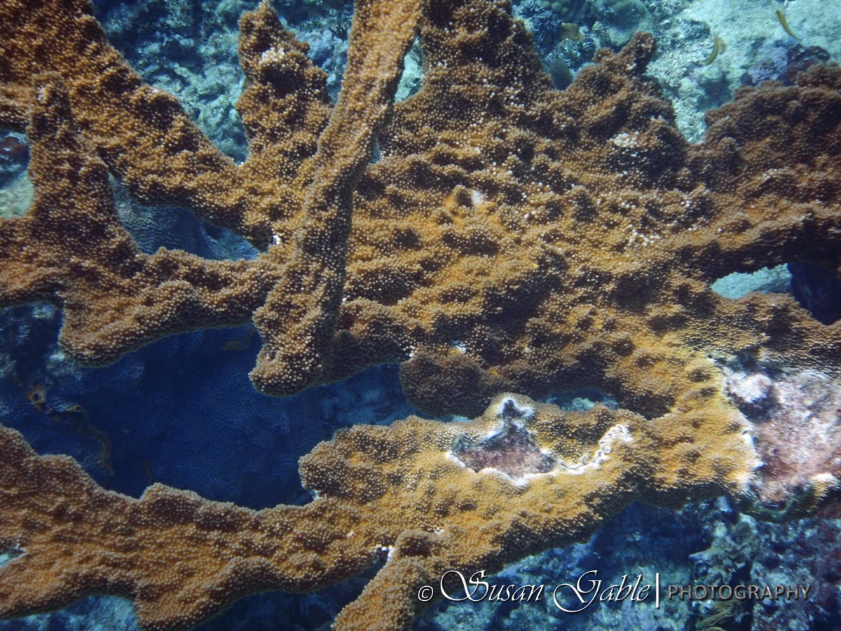 Belize 5273