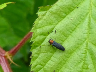 Agrile du framboisier - Agrilus ruficollis