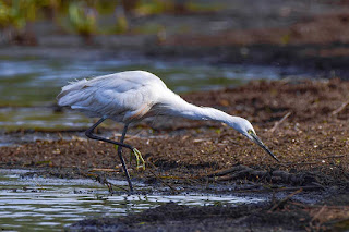 garceta-comun-egretta-garzetta-cazando-