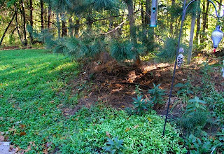 photo of front yard clover and sunflowers 