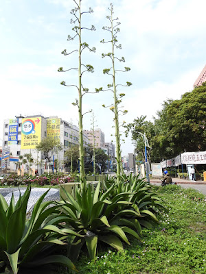 皇冠龍舌蘭的花序