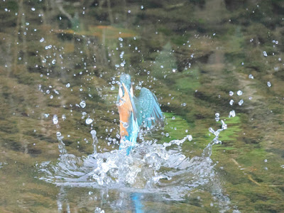 カワセミ 水面飛び出し 黒目川