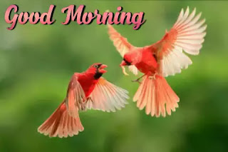 Good morning images with birds