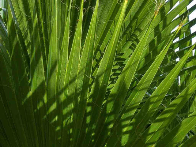 Saw Palmetto Health Benefits