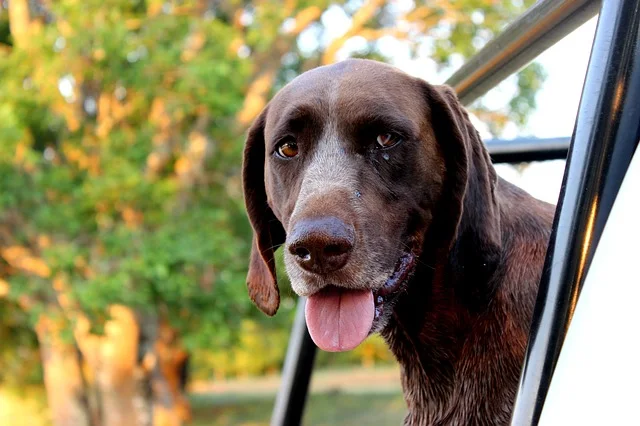 German Shorthaired Pointer