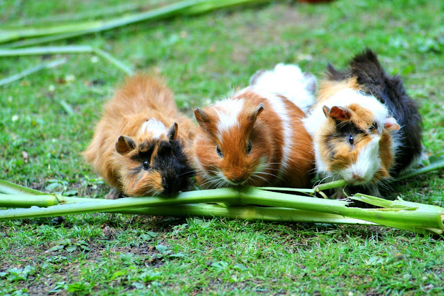 The Ultimate Guide To Guinea Pig Care