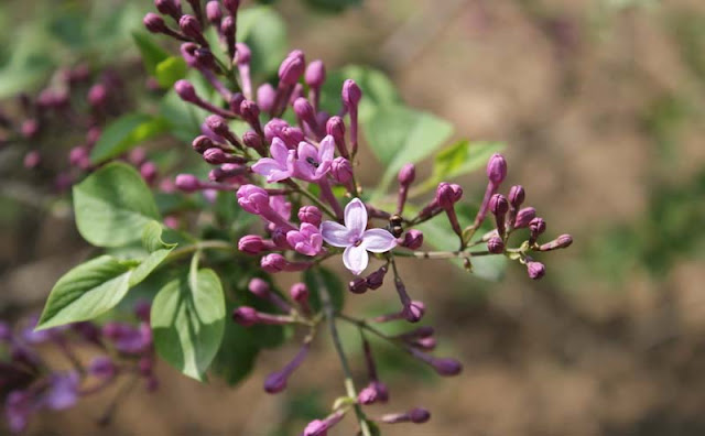 Lilac Flowers Pictures