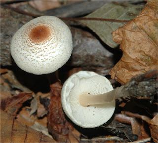 Lepiota cristata - Lepiota cristata