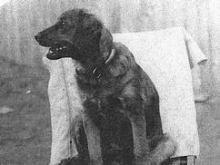 Flyer and Scipio: The Wright Brothers' Dogs