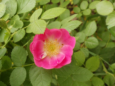 Green Mantle Rose