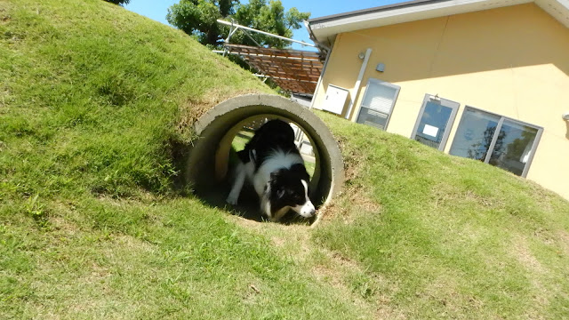 保護犬 ボーダーコリー トーマ 加恋ちゃん家