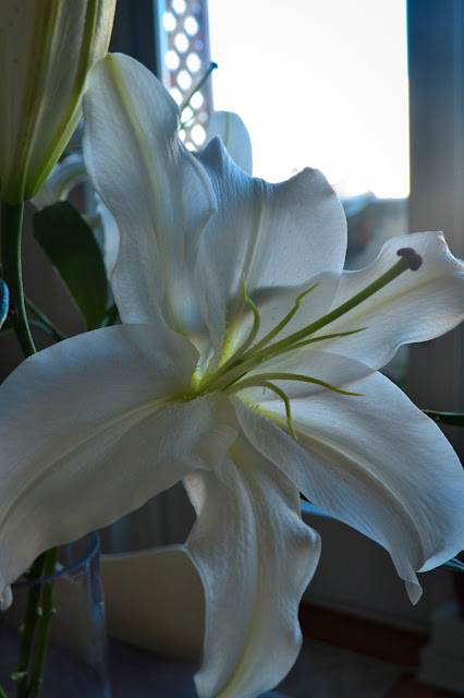 One white 'Casa Blanca' lily flower