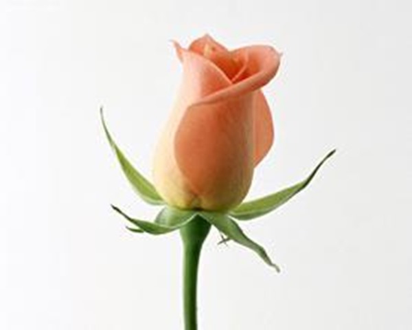 clip_image012