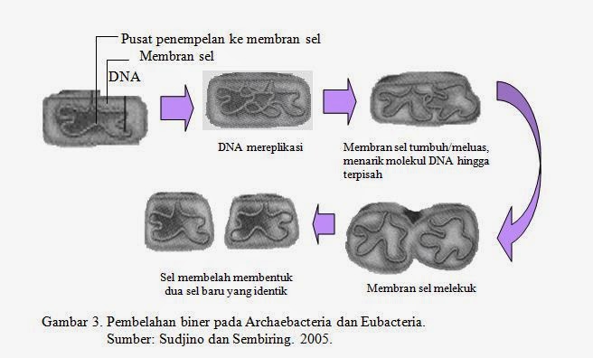 Cara reproduksi Archaebacteria dan Eubacteria  Pustaka 