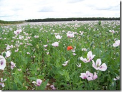 odd one out - poppy