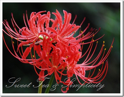 spiderlily