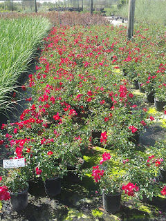 Flower Carpet Red