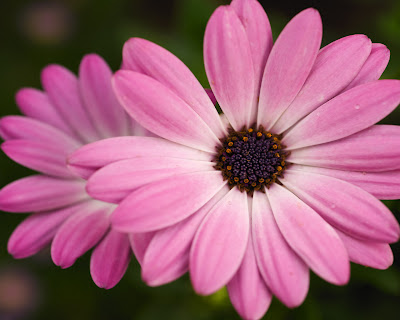 Pink Flower Computer Backgrounds